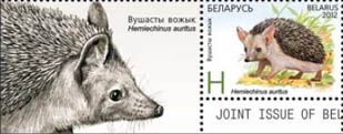 Long-eared hedgehog