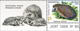 Southern white-breasted hedgehog