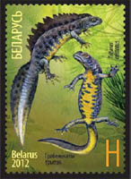 Crested newt