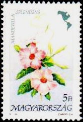 Mandevilla splendens