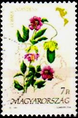 Cobaea scandens