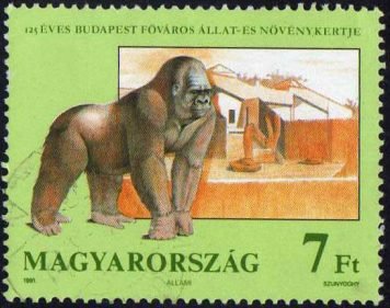 Gorilla (Gorilla sp.)