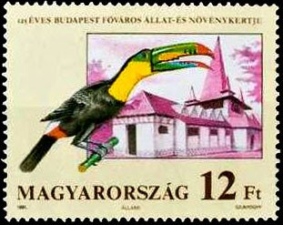Keel-billed Toucan (Ramphastos sulfuratus)