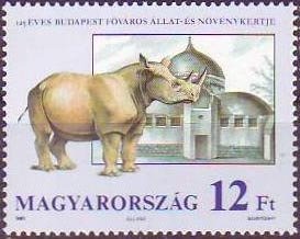 White Rhinoceros (Ceratotherium simum)