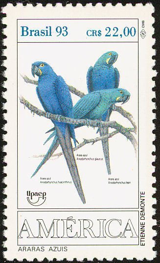 Hyazinth Macaw (Anodorhynchus hyacinthinus)