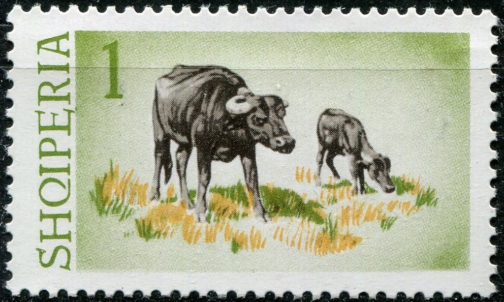 Domestic Water Buffalo (Bubalus arnee bubalis)