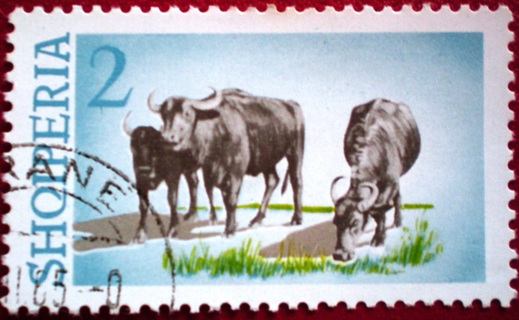Domestic Water Buffalo (Bubalus arnee bubalis)