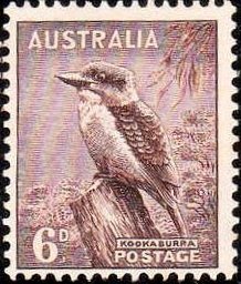 Kookaburra (Dacelo novaeguineae)
