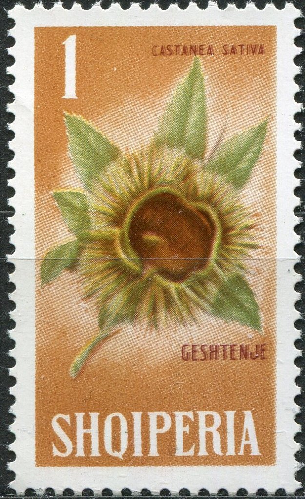 European Chestnut