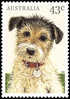 Dog (Canis lupus familiaris)