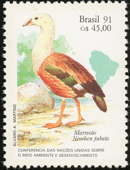 Orinoco Goose (Neochen jubatus)