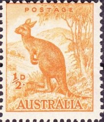 Red Kangaroo (Macropus rufus)