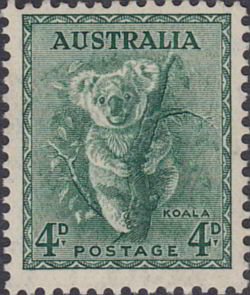Koala (Phascolarctos cinereus)