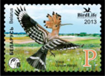 Hoopoe