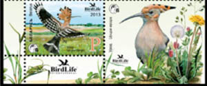 Hoopoe
