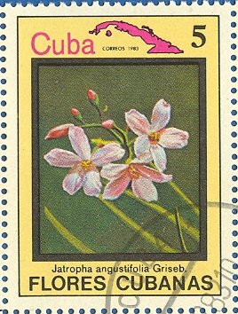 Stamp, Jatropha angustifolia, Cuba,  , Flowers, Plants (Flora)