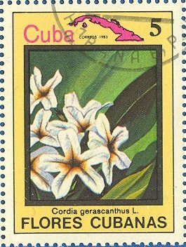 Stamp, Cordia gerascanthus, Cuba,  , Flowers, Plants (Flora)