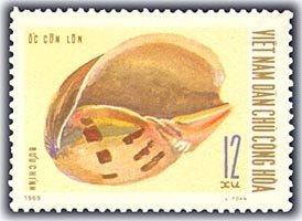 Indian Volute (Melo melo)