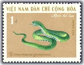 Common Green Pit Viper (Trimeresurus grumineus)
