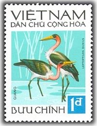 Greater Adjutant (Leptoptilos dubius)