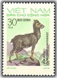 Sumatran Serow (Capricornis sumatraensis)