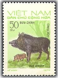 Wild Boar (Sus scrofa)