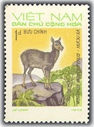 Siberian Musk Deer (Moschus moschiferus)