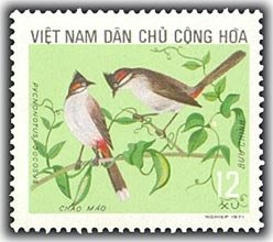 Red-whiskered Bulbul (Pycnonotus jocosus)