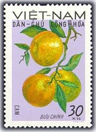 Oranges (Citrus sinensis)