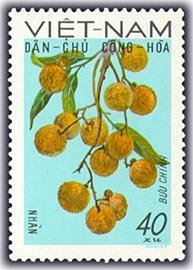 Longans (Litchi sinensis)