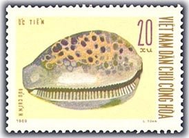 Cowrie (Cypraea sp.)