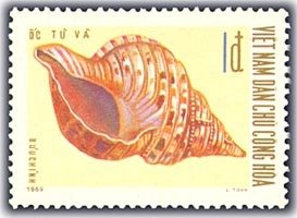 Triton's Trumpet (Charonia tritonis)