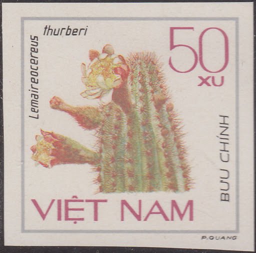 Lemaireocereus thurberi