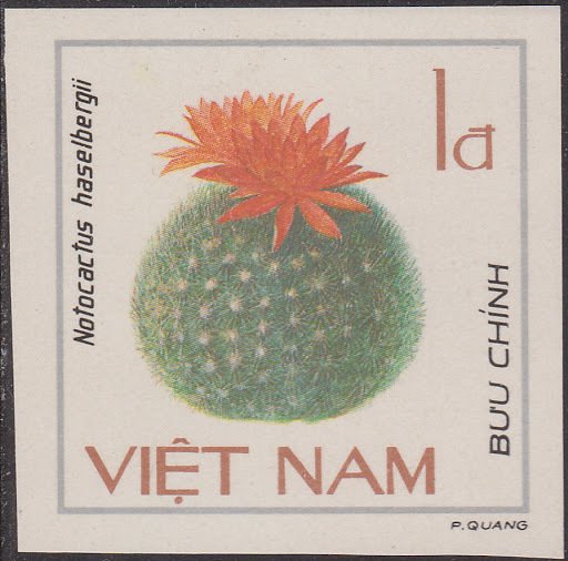 Notocactus haselbergii