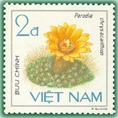 Yellow haired cactus (Parodia chrysacanthion)