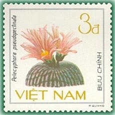 Elongate-petaled cactus (Pelecyphora pseudopectinata)