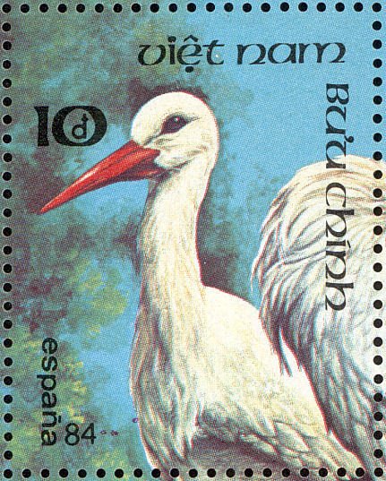 White Stork (Ciconia ciconia)