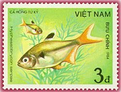 Serpae Tetra (Hyphessobrycon serpae)