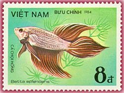 Siamese Fighting Fish (Betta splendens)