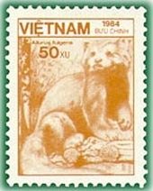 Red Panda (Ailurus fulgens)