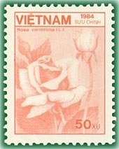 Rose (Rosa centifolia)