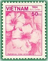Hibiscus rosa-sinensis