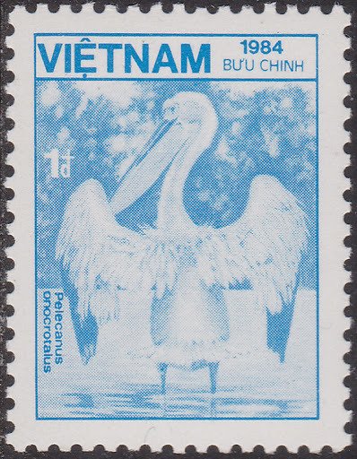 Great White Pelican (Pelecanus onocrotalus)