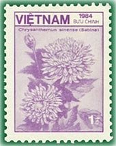 Chrysanthemum sinense