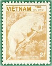 Sunda Slow Loris (Nycticebus coucang)