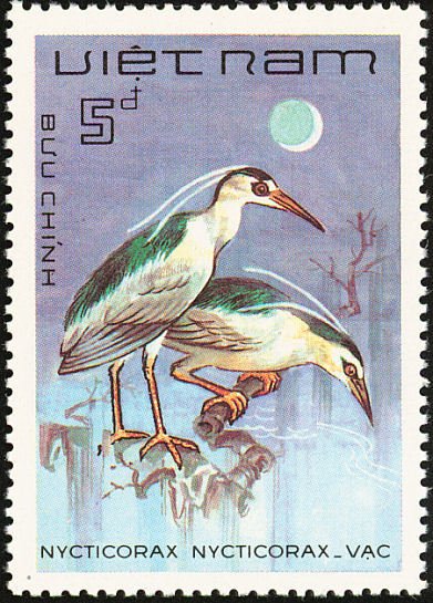 Black-crowned Night Heron (Nycticorax nycticorax)