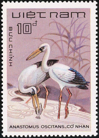 Asian Openbill (Anastomus oscitans)