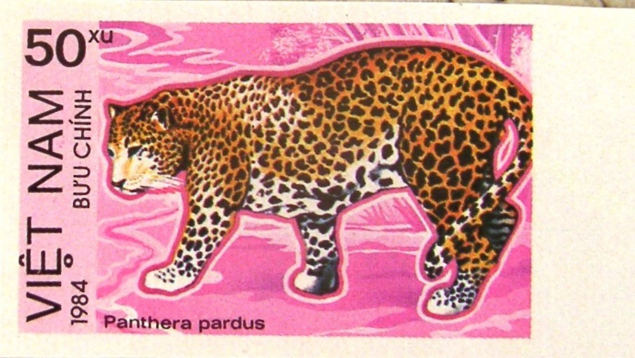 Leopard (Panthera pardus) - Imperforated
