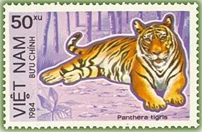 Tiger (Panthera tigris)