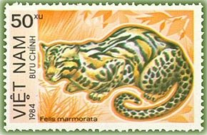 Marbled Cat (Felis marmorata)